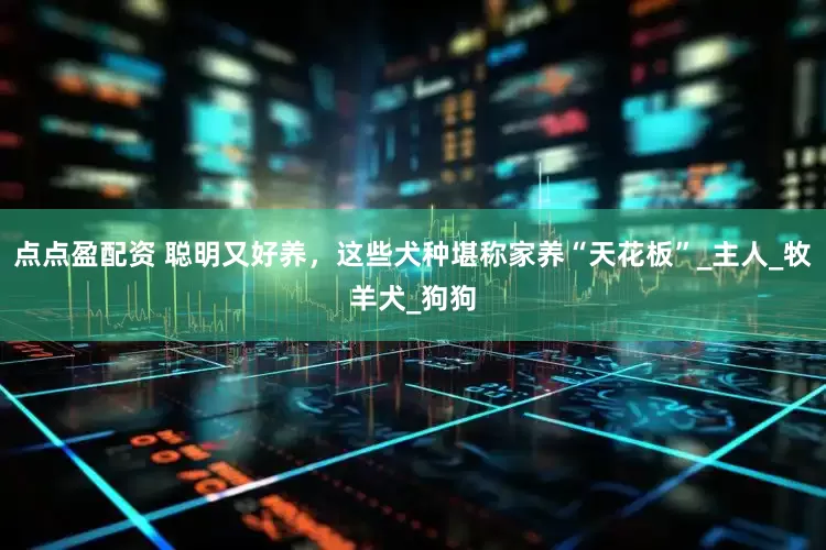 点点盈配资 聪明又好养，这些犬种堪称家养“天花板”_主人_牧羊犬_狗狗